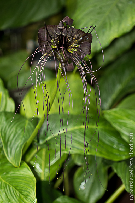 sf conservatory - bat flower